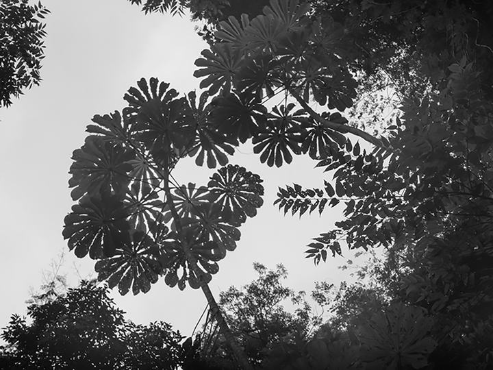 Walking through a rain forest in São Paulo | 2019.