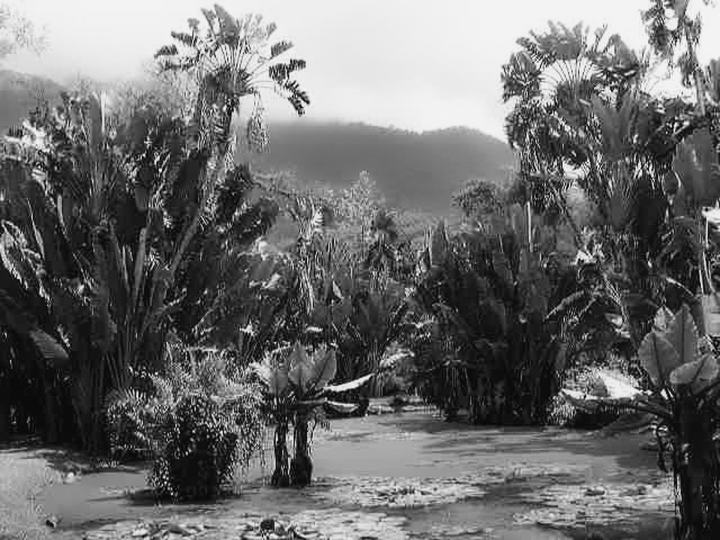 Rio de Janeiro | Jardim Botanico | 1998