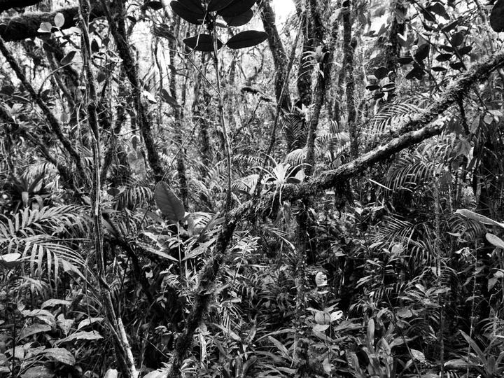 Another walk in Sao Paulo's rain forest.