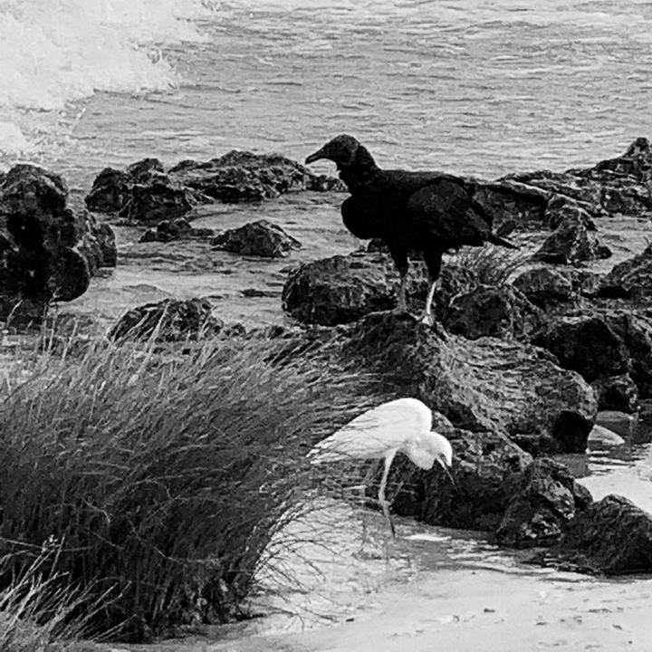 Garça and Urubu together on the beach. Legend has it that these two very different birds love each other, and it is true you can see them often together. Pará | 2019