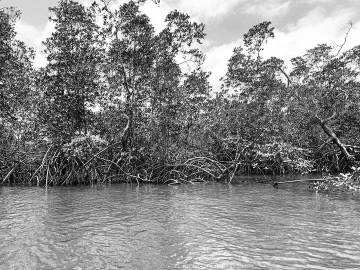 Mangrove Forest on the shores of the Baia de Marajó | 201
